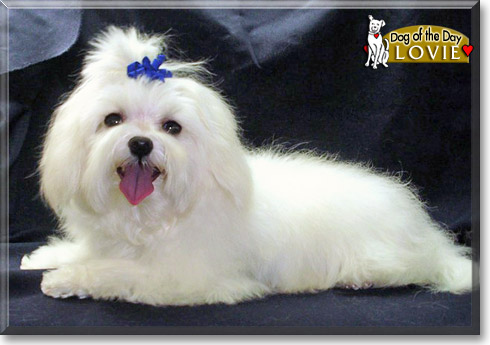 Lovie, the Dog of the Day