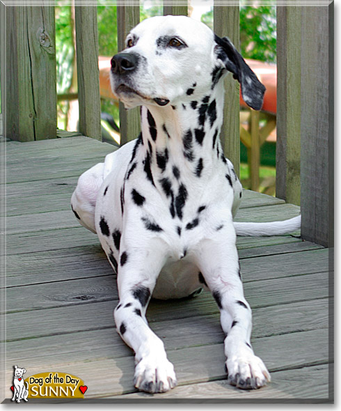 Sunny, the Dog of the Day