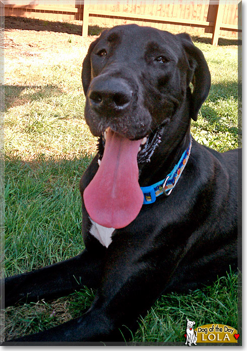 Lola, the Dog of the Day