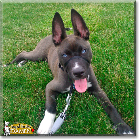 Damen, the Dog of the Day