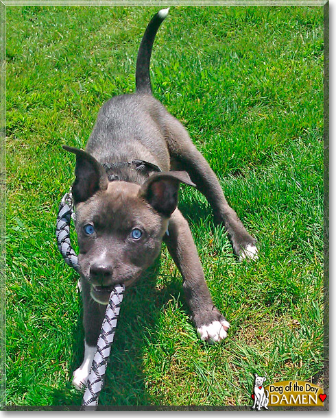 Damen, the Dog of the Day