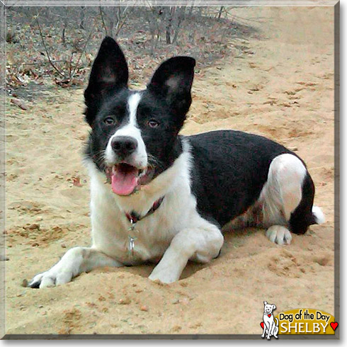 Shelby, the Dog of the Day