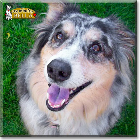 Bella, the Dog of the Day