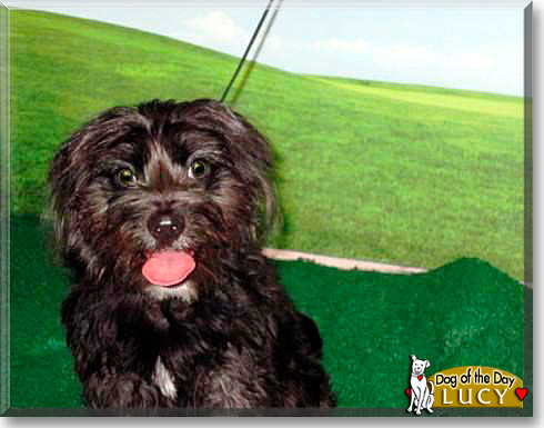 Lucy, the Dog of the Day