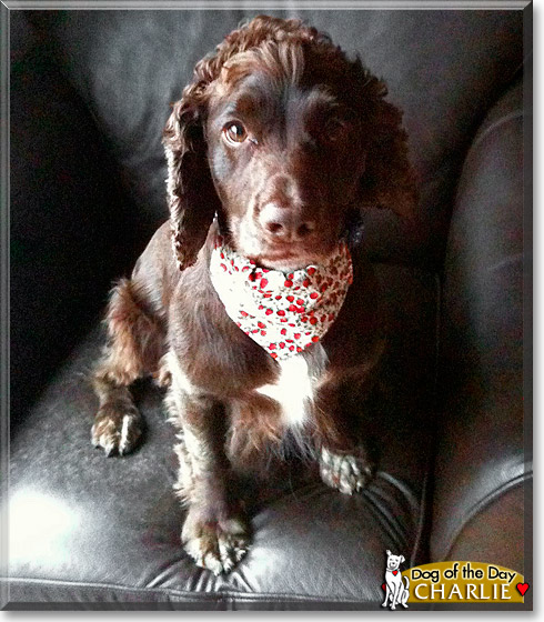 Charlie, the Dog of the Day