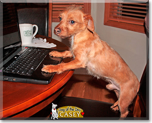 Casey, the Dog of the Day