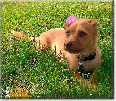 Casey, the Dog of the Day