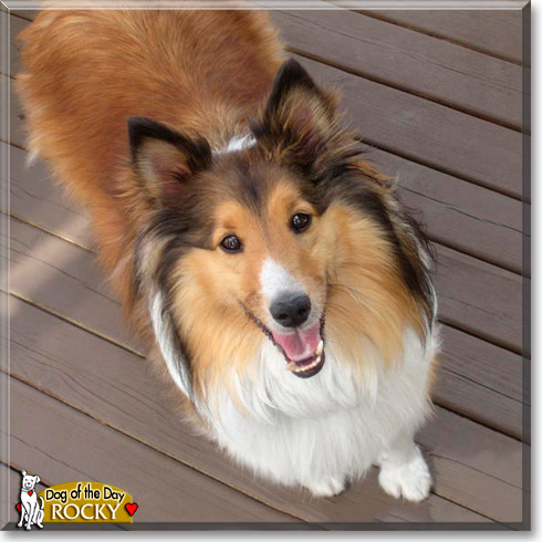 Rocky, the Dog of the Day