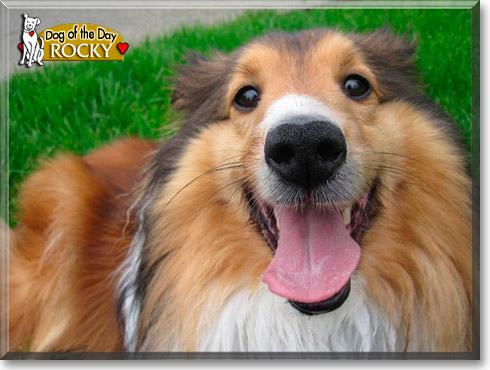 Rocky, the Dog of the Day