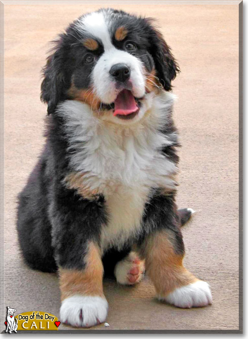 Cali, the Dog of the Day