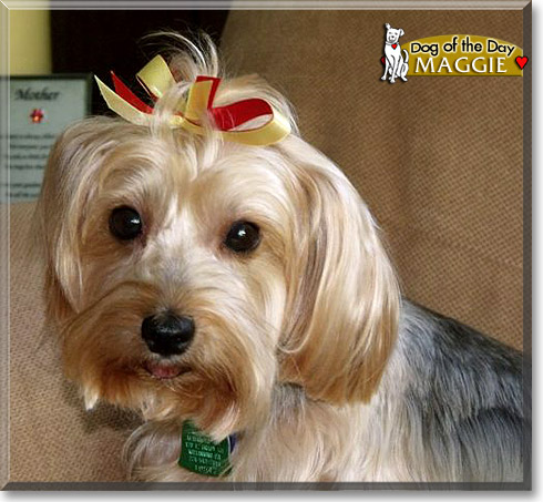 Maggie, the Dog of the Day