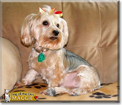 Maggie, the Dog of the Day