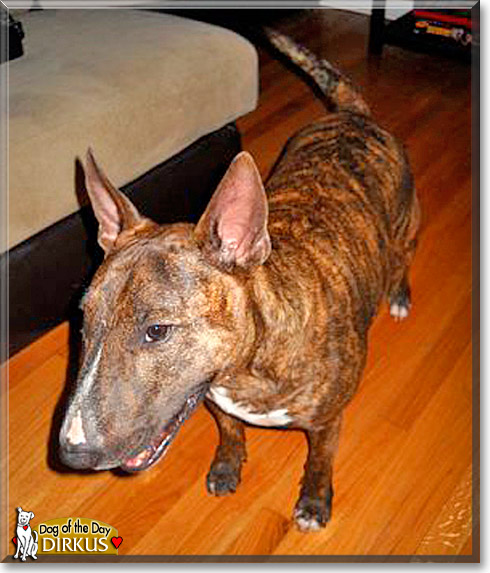 Dirkus, the Dog of the Day