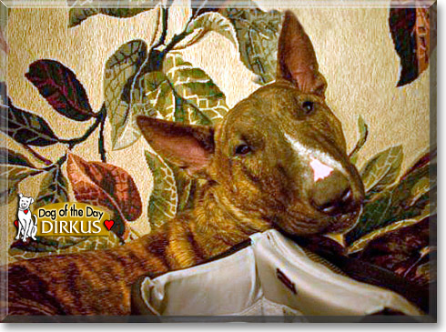 Dirkus, the Dog of the Day