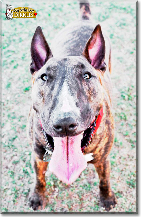 Dirkus, the Dog of the Day