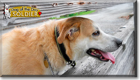 Soldier, the Dog of the Day
