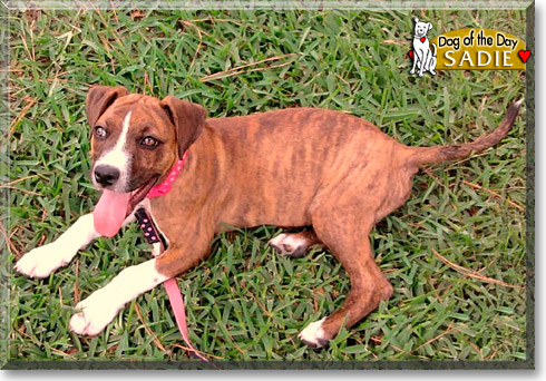 Sadie, the Dog of the Day