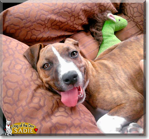 Sadie, the Dog of the Day
