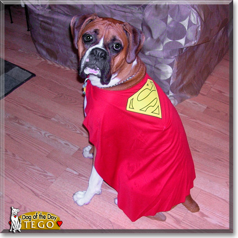 Tego, the Dog of the Day