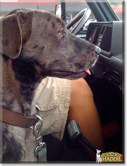 Haddie, the Dog of the Day