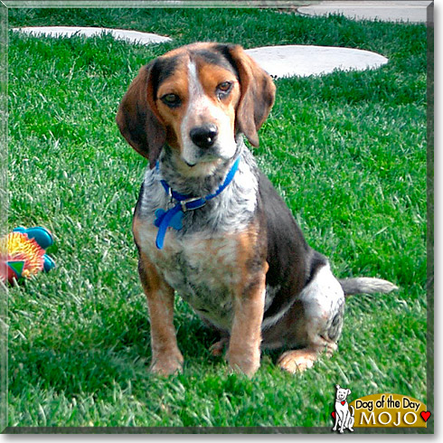 Mojo, the Dog of the Day