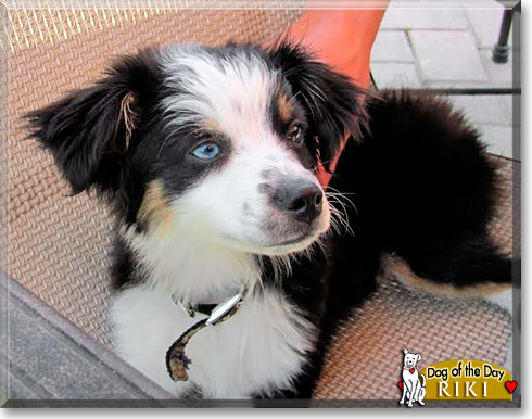 Riki, the Dog of the Day