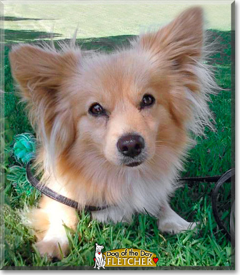 Fletcher, the Dog of the Day