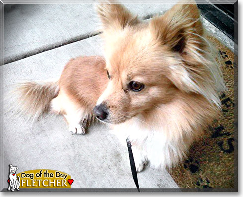 Fletcher, the Dog of the Day