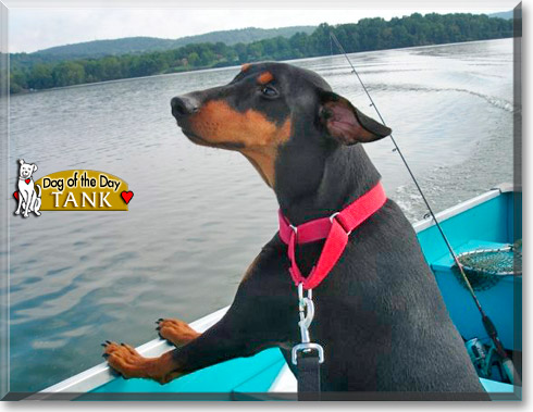 Tank, the Dog of the Day