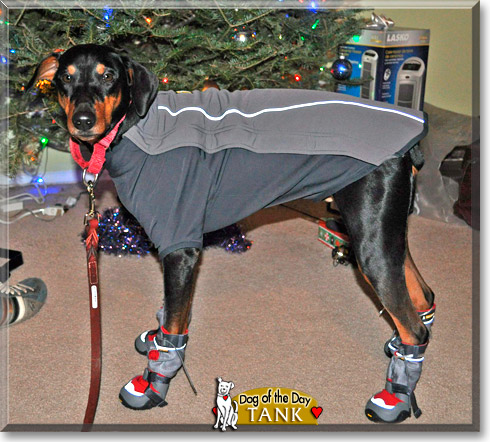 Tank, the Dog of the Day