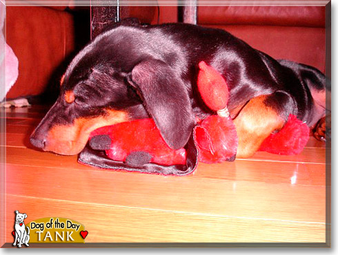 Tank, the Dog of the Day