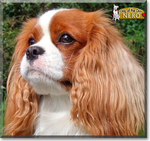 Ner&oacute;, the Dog of the Day