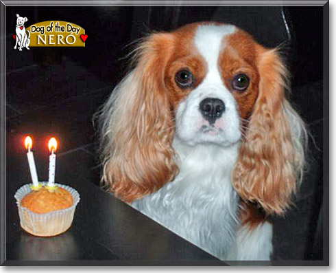Ner&oacute;, the Dog of the Day