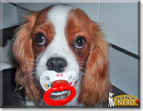 Ner&oacute;, the Dog of the Day