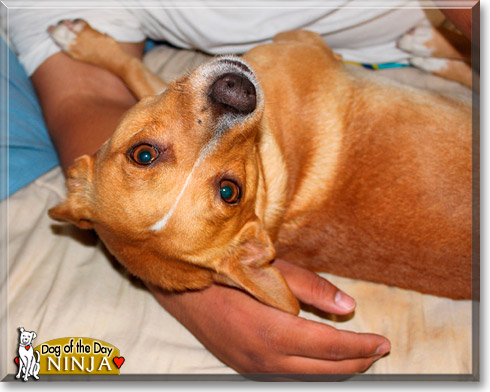 Ninja, the Dog of the Day Ninja, the Dog of the Day