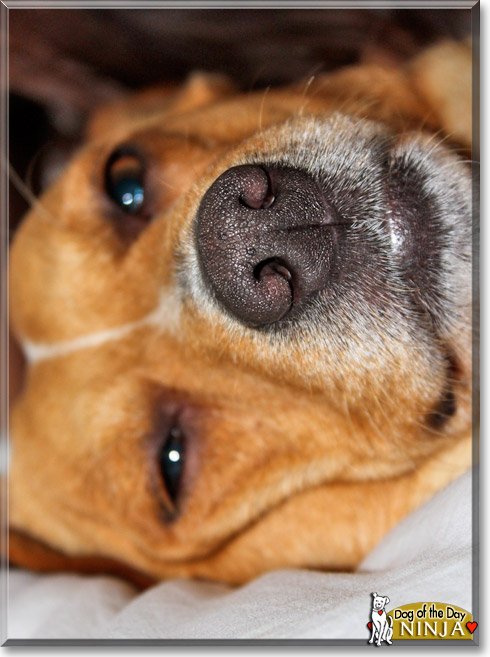 Ninja, the Dog of the Day Ninja, the Dog of the Day