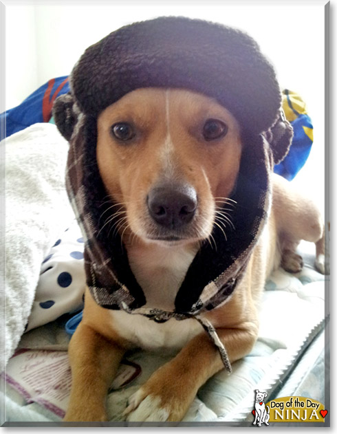 Ninja, the Dog of the Day Ninja, the Dog of the Day