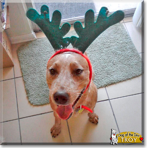 Troy, the Dog of the Day
