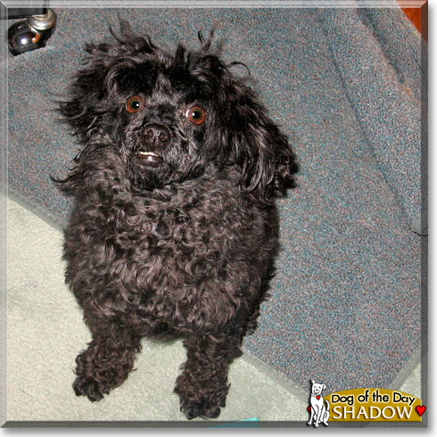 Shadow, the Dog of the Day Shadow, the Dog of the Day