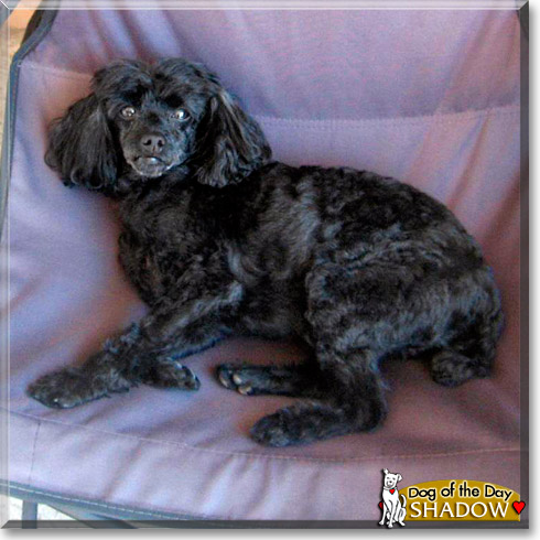 Shadow, the Dog of the Day Shadow, the Dog of the Day