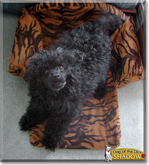 Shadow, the Dog of the Day Shadow, the Dog of the Day