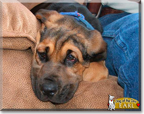 Earl, the Dog of the Day