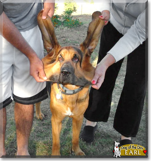 Earl, the Dog of the Day