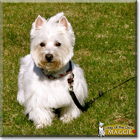 Maggie, the Dog of the Day