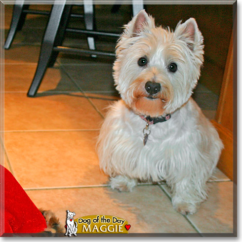Maggie, the Dog of the Day