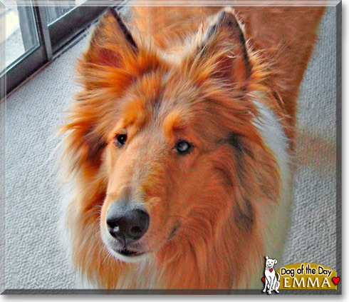 Emma, the Dog of the Day