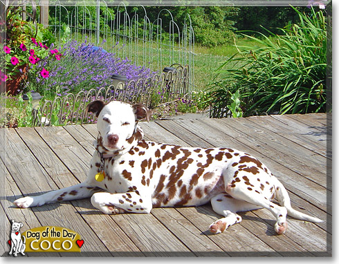 CoCo, the Dog of the Day