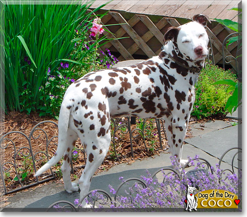 CoCo, the Dog of the Day