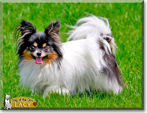 Lacy, the Dog of the Day