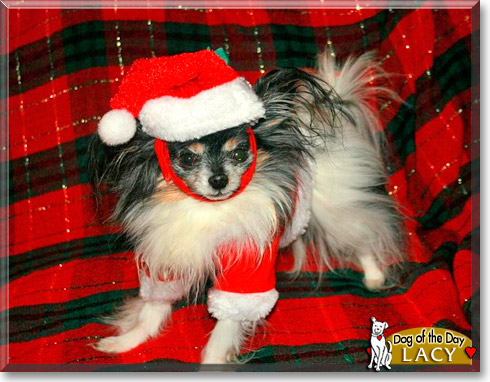 Lacy, the Dog of the Day